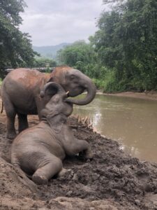 Thai 08.2019-326 - dimensioni grandi